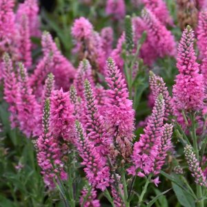  Veronika špicatá (Veronica spicata) ´BUBBLEGUM CANDLES´ kont. P9
